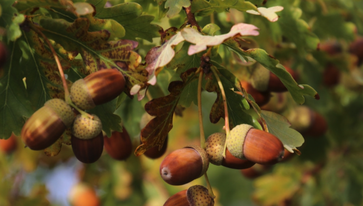 Taller y degustación de Bellotas. 10 de mayo 2026